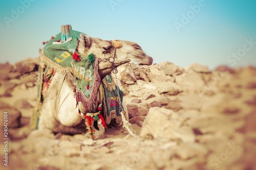 Camel lay with traditional Bedouin saddle in Egypt. Selective Focus.