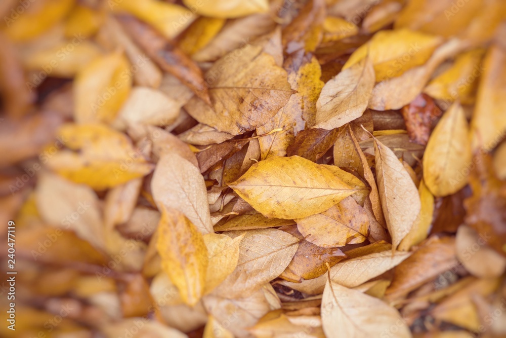 Autumn leaves in beautiful fall park. Selective Focus. Autumn leaves in beautiful fall park. Selective Focus.