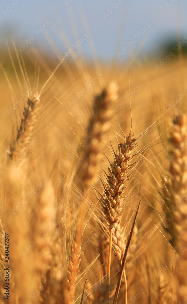 Fototapeta premium golden Wheat closeup