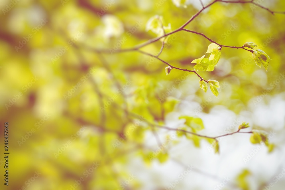 Autumn leaves in beautiful fall park. Selective Focus. Autumn leaves in beautiful fall park. Selective Focus.