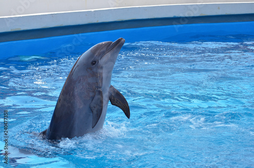 dolphins jumping out of water