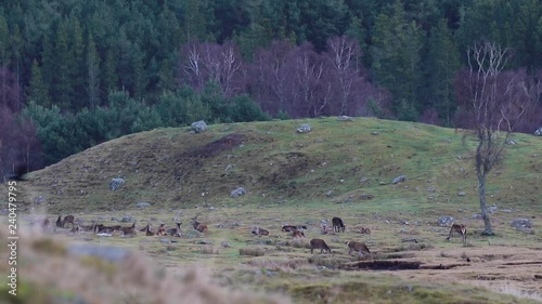 red deer, stags and hinds resting, laying and eating within a glen in the cairngorms national park scotland during december.