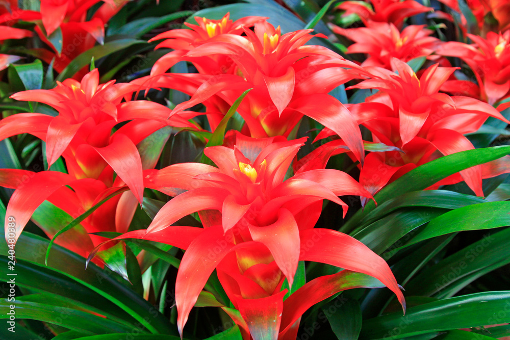 red pineapple flowers in a garden red pineapple flowers in a garden