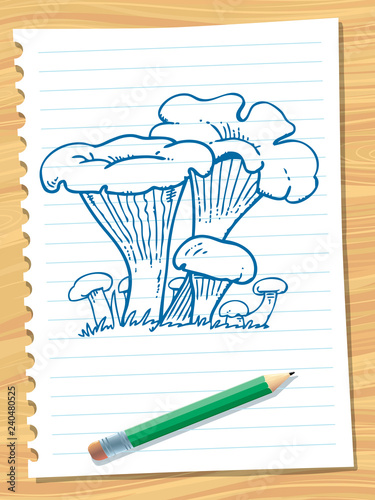 Cantharellus cibarius