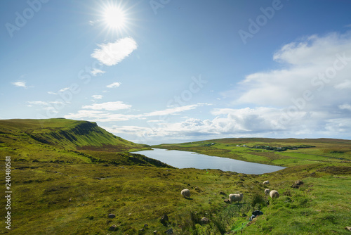 Sheeps on the Isle of Skye, Scotland