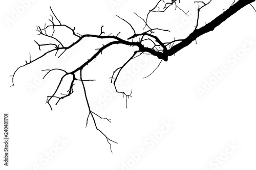  branche morte sur fond blanc  photo