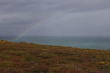 Yellow northern plants, rainbows and the Celtic Sea in French Brittany