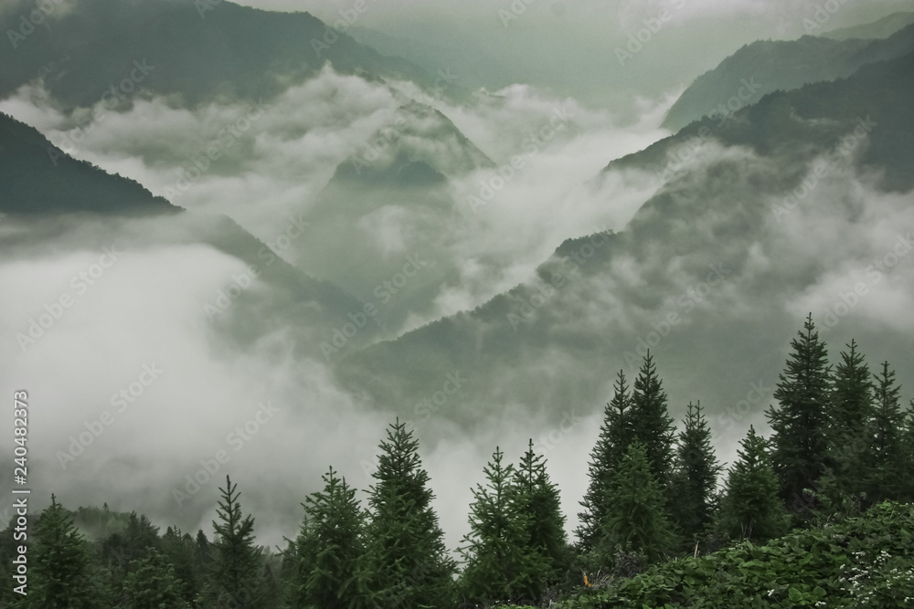 Obraz Firs and foggy mountains.