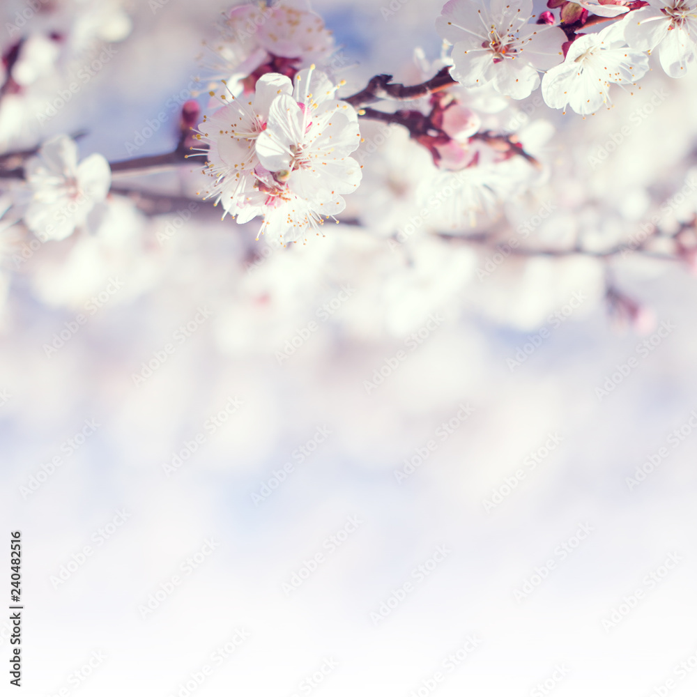 Blooming tree background with white flowers