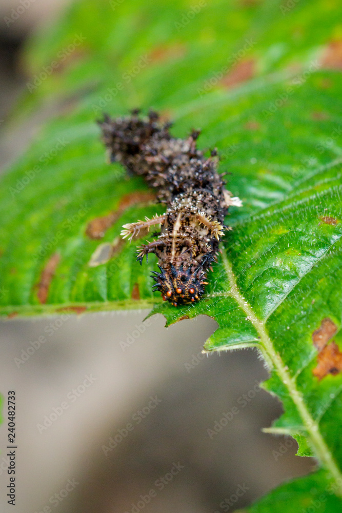 Image of a Caterpillar commander(Moduza procris) on green leaves. Insect. Animal