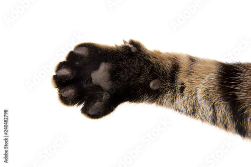 outstretched cat's paw on white background