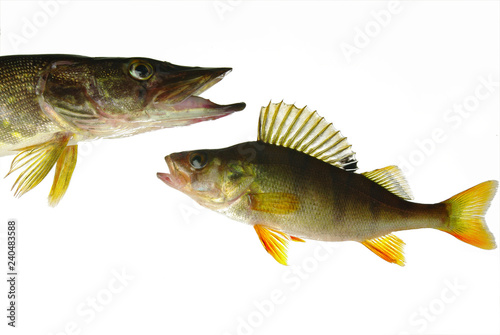 Pike and perch.Isolated on white background.