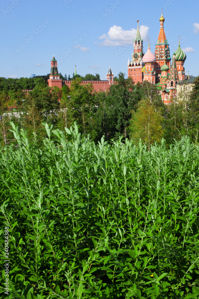 The thickets are green - willow bushes and the Moscow Kremlin under the blue sky, the center of Moscow and nature.