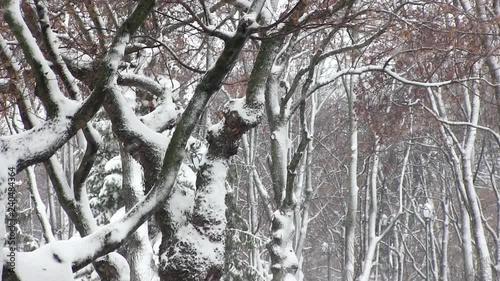 Trees with snow in winter park in the winter photo