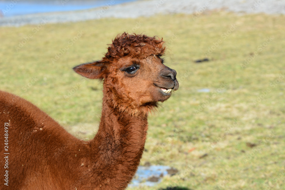 Fototapeta premium Llama in pasture
