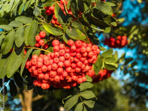 Brush rowanberry red close-up against a background of forest trees photo