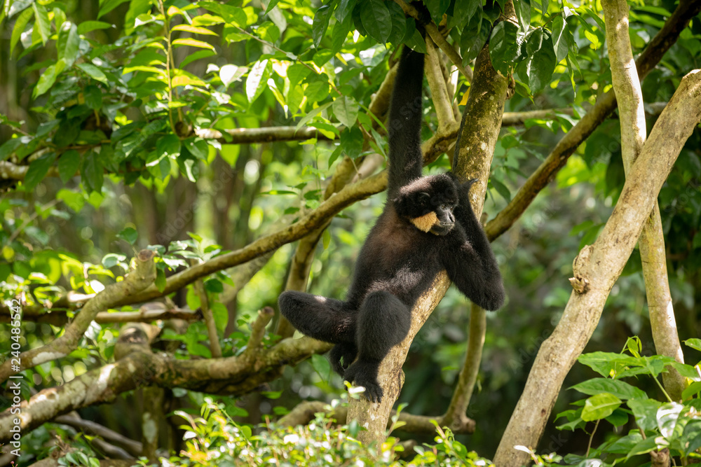 Naklejka premium Yellow-cheeked Gibbon, Nomascus gabriellae, hanging relaxed in a tree.