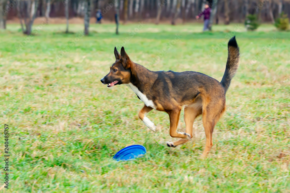Naklejka premium Young energetic half-breed dog. The dog catches the frisbee on the fly. The pet plays with its owner. Harmonious relationship with the dog: education and training.