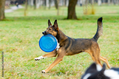 Young energetic half-breed  dog. The dog catches the frisbee on the fly. The pet plays with its owner. Harmonious relationship with the dog: education and training.