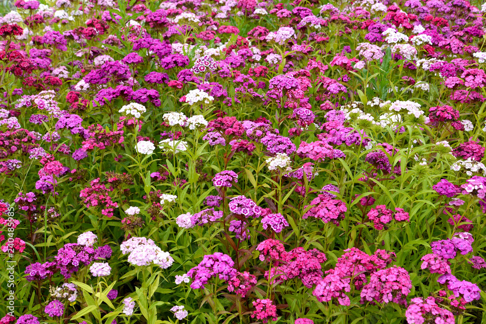 The blossoming Turkish carnation (Dianthus barbatus L.) different grades