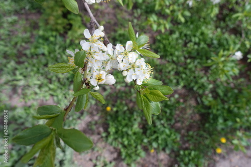 Top view of branch of blossoming cherry tree