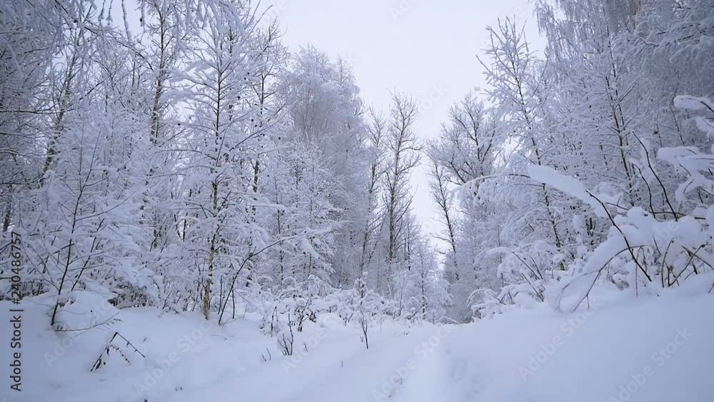 Trip through the snowy forest. Fabulous winter forest Trip through the snowy forest. Fabulous winter forest