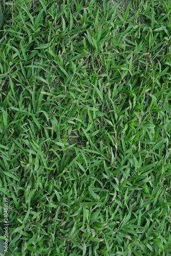 Grass texture background 
