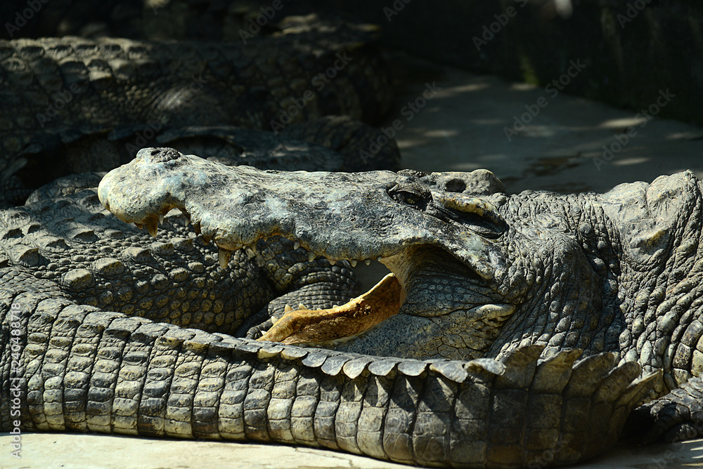 Obraz premium Krokodile auf einer Krokodilfarm in Thailand