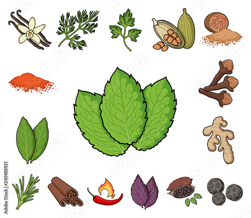 Herb and spices cartoon icons in set collection for design.Different kinds of seasonings vector symbol stock web illustration.