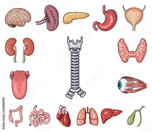 Human organs cartoon icons in set collection for design. Anatomy and internal organs vector symbol stock web illustration.