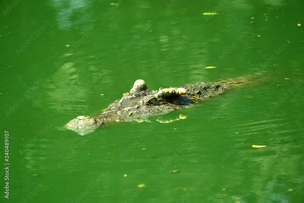 Krokodile auf einer Krokodilfarm in Thailand Krokodile auf einer Krokodilfarm in Thailand