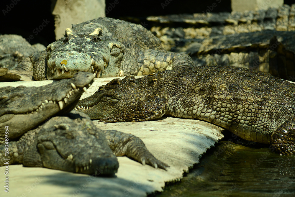 Krokodile auf einer Krokodilfarm in Thailand Krokodile auf einer Krokodilfarm in Thailand
