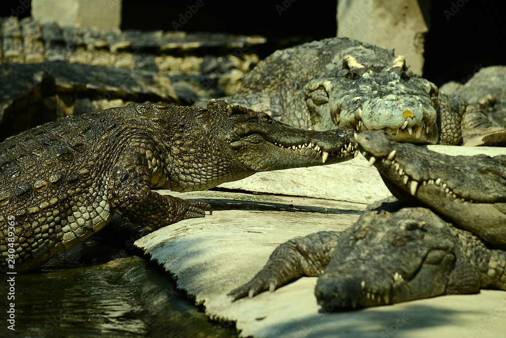 Krokodile auf einer Krokodilfarm in Thailand Krokodile auf einer Krokodilfarm in Thailand
