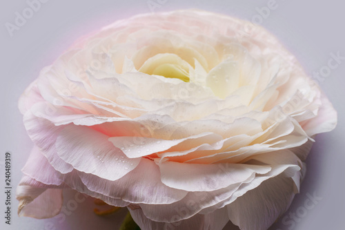 Pink flowers on white background. Close up view. Ranunkulus flower