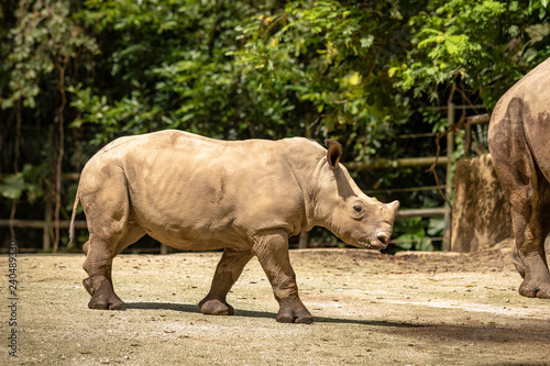 Young calf of White rhino or square-lipped rhinoceros, Ceratotherium simum.