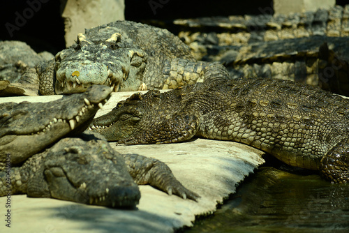 Krokodile auf einer Krokodilfarm in Thailand