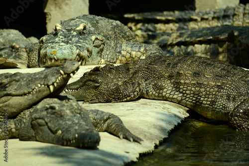 Krokodile auf einer Krokodilfarm in Thailand photo