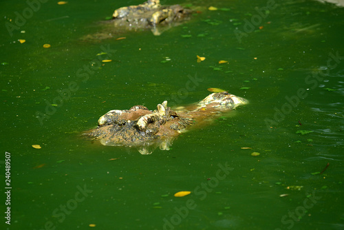 Krokodile auf einer Krokodilfarm in Thailand