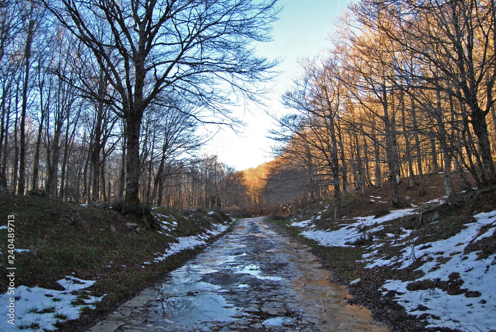 Passeggiando per il bosco