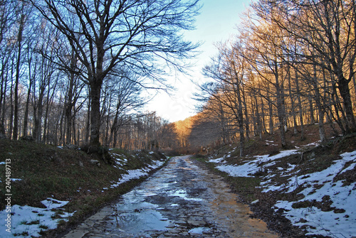 Obraz na płótnie Passeggiando per il bosco w salonie