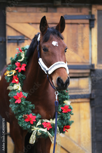 Dreamy image of asaddle horse wearing a beautiful christmas wreath at rural riding hall against barn door photo