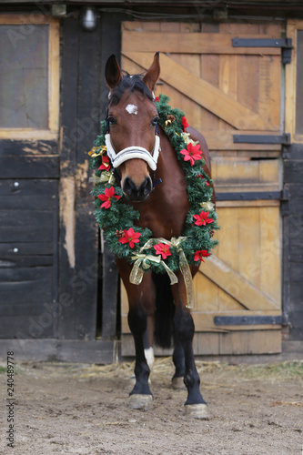 Dreamy image of asaddle horse wearing a beautiful christmas wreath at rural riding hall against barn door photo