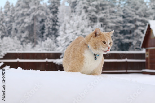 A red cat walking in the snow on the background of the winter forest.