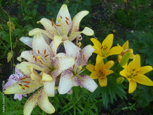 flowers