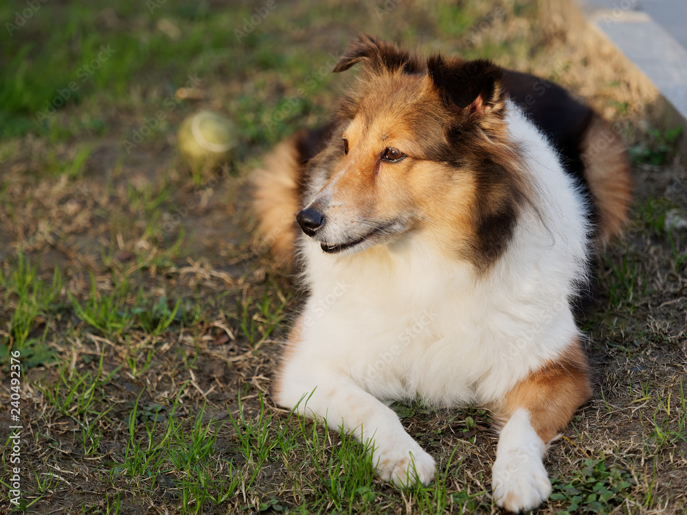 Dog, Shetland sheepdog, collie, friendly dog looking away with happy and faithful expression.