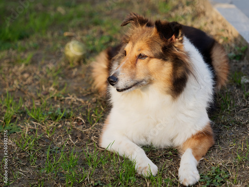 Dog, Shetland sheepdog, collie, friendly dog looking away with happy and faithful expression.