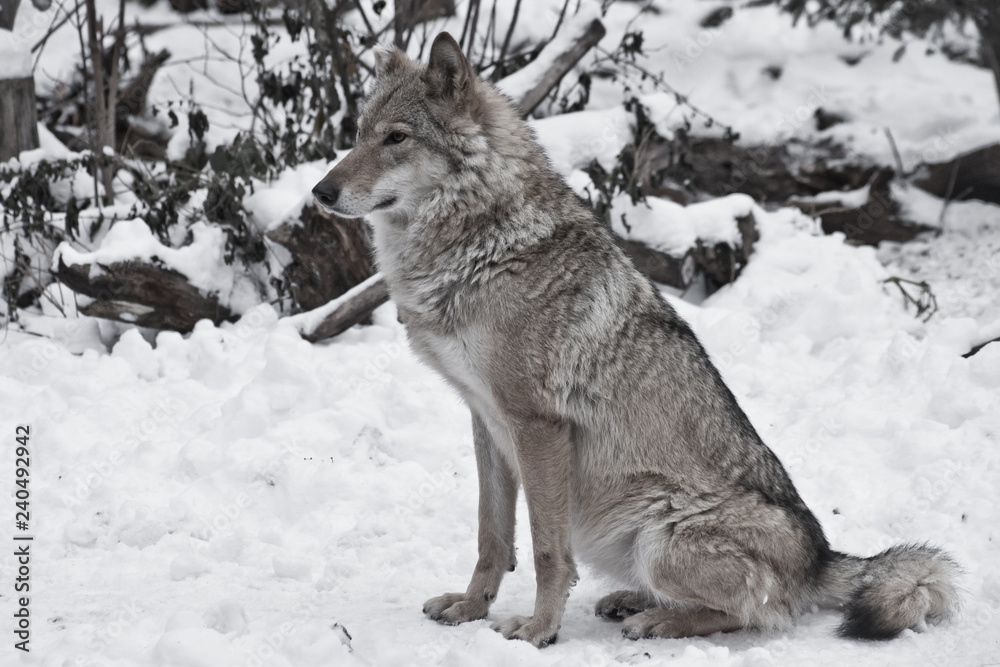 Fototapeta premium Gray wolf on winter white snow