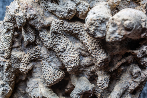 versteinerte Korallen aus der Urzeit
