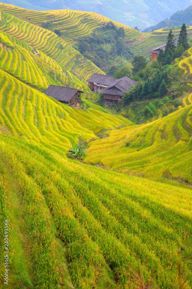 Longji Rice Terraces