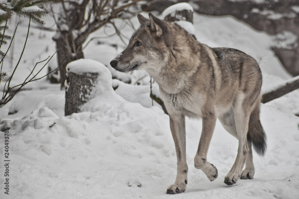 Fototapeta premium Gray wolf on winter white snow